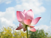 Guru Purnima. Kim jest prawdziwy guru?